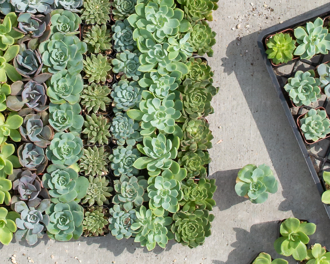 Succulent Planter Workshop Ticket