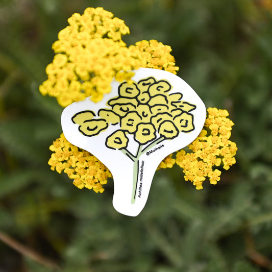 Achillea Millefolium Sticker