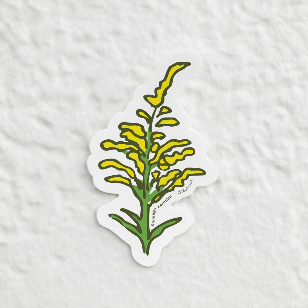 Solidago Sticker