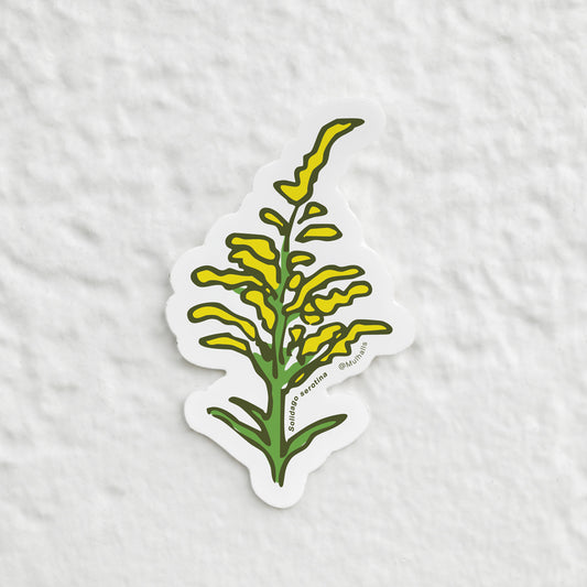 Solidago Sticker